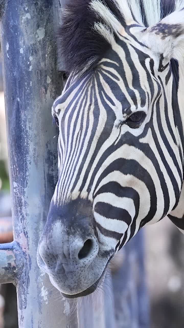 Una ripresa verticale dettagliata del volto e delle strisce di una zebra dietro una recinzione metallica dello zoo.