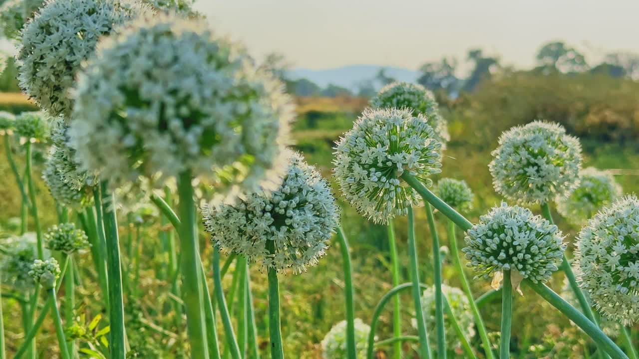 Primo piano dettagliato di capolini di fiori di cipolla bianca su alti steli verdi, delicatamente illuminati dalla luce dorata del sole con uno sfondo rurale sfocato che crea profondità e una texture naturale
