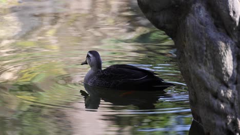 duck swims peacefully, then takes flight from water.