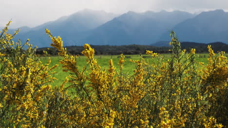 yellow flowers sway in a gentle breeze in front of green field and misty mountains