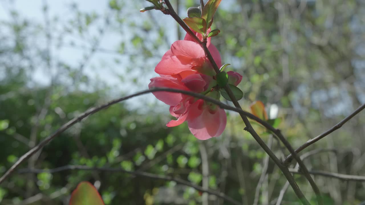 Bunga Japanese Quince Mekar dengan Latar Belakang Taman