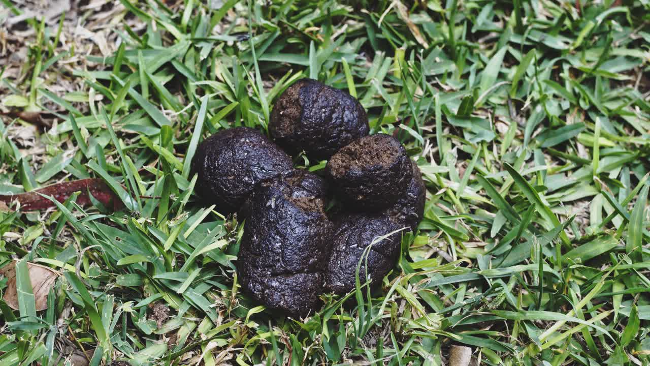 파리들이 날아다니는 개