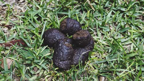 caca de perro con moscas volando por ahí