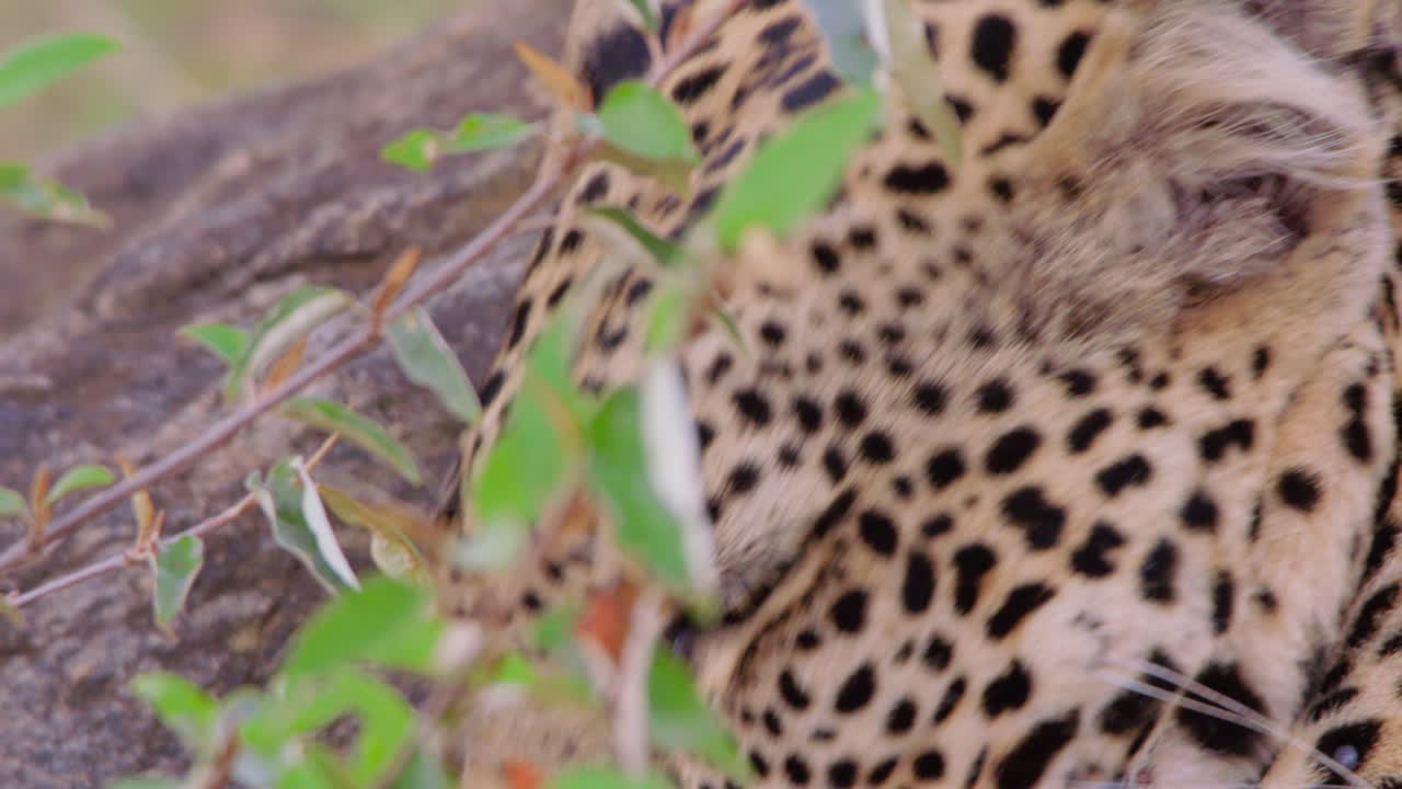 Öğlen vakti kuru savanı tarayan Leoparın başı.