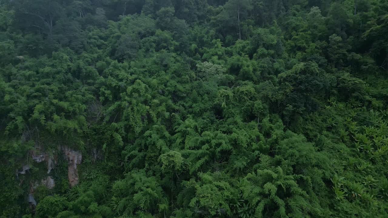 Ferns and other plants cover the side of a mountain