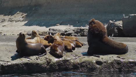 small colony of sea lions enjoying the sunlight on rocky coast with a seagull flying by in patagonia, argentina - slow motion