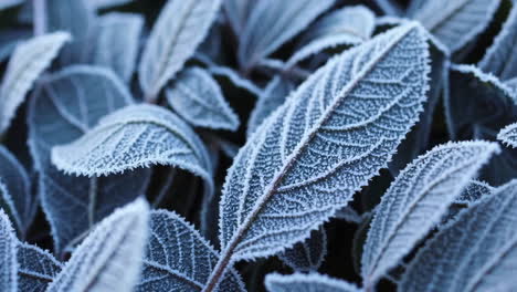 frost-covered leaves