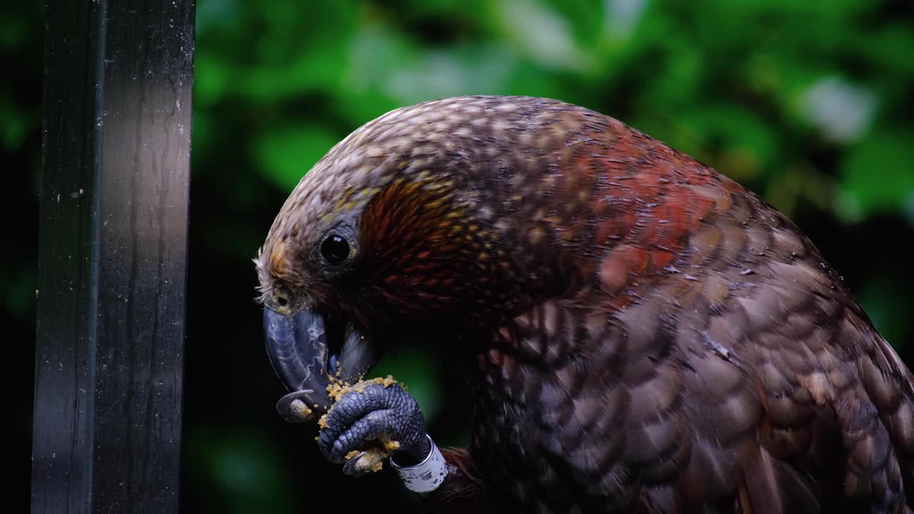 Nærbilde av New Zealand kākā-papegøyefugl som spiser med skarpt nebb og klør i Wellington, New Zealand Aotearoa