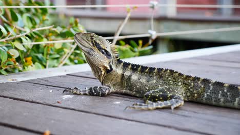 Dragón-De-Agua-De-Australia,-Lagarto-De-Agua-De-Australia-En-Un-Parque-Público-Primer-Plano-Del-Dragón-De-Agua-De-Australia