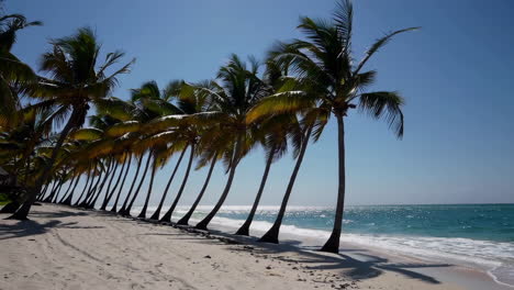 tropical beach with palm trees