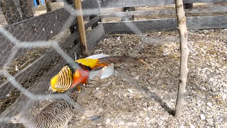 Two-parrots-pacing-back-and-forth-in-their-cage