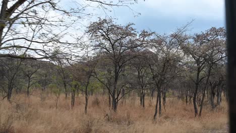 paisaje de safari en zimbabwe, áfrica