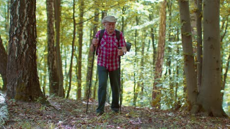 senior old caucasian tourist hiker grandfather training nordic walking with trekking poles in forest