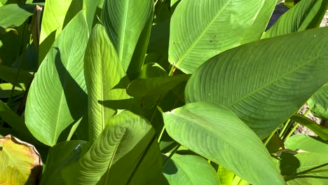 vibrant foliage swaying gently in the breeze