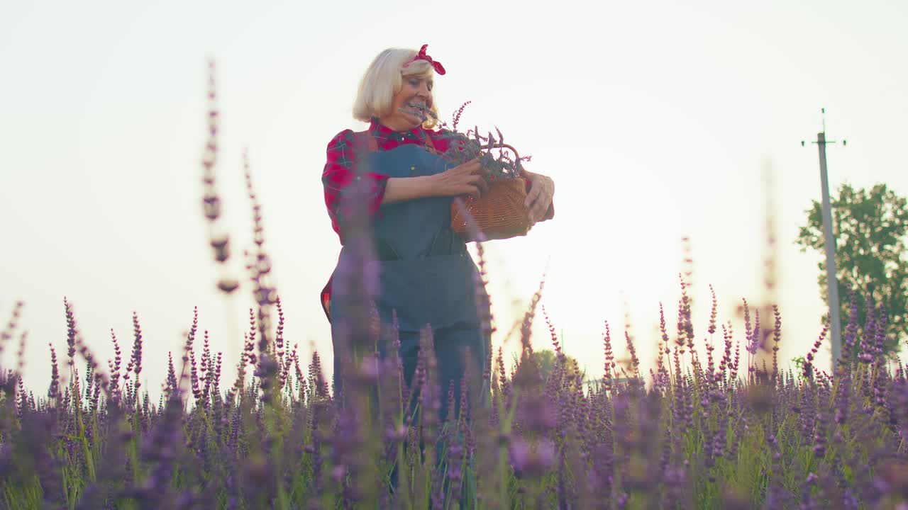 abuela anciana granjero recogiendo flores de lavanda en el campo, bailando, celebrando el éxito ganar