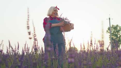 senior old grandmother farmer gathering lavender flowers on field, dancing, celebrating success win