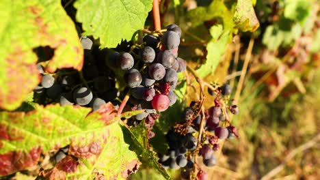 ripe grapes on vine in vineyard