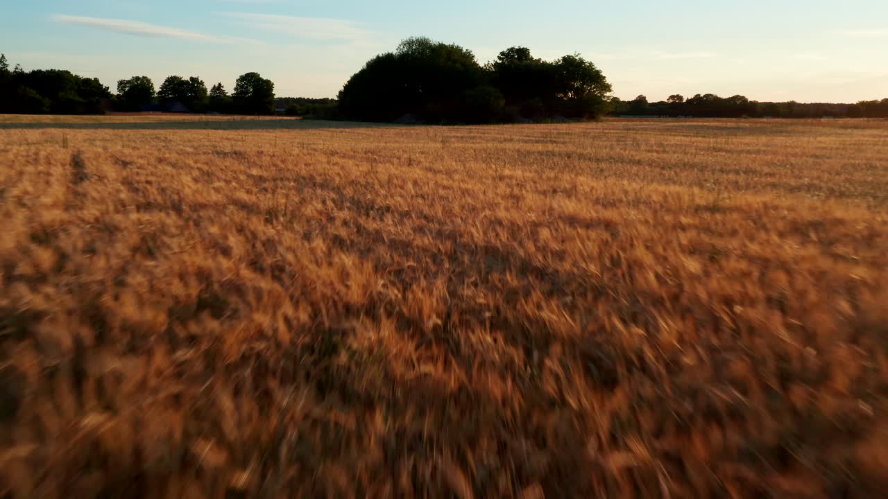 Flying over a wheat field towards some trees in the middle