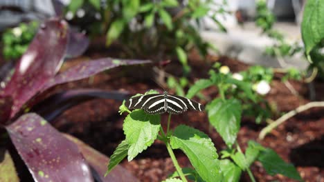 Hermosa-Pequeña-Mariposa-De-Ala-Larga-De-Cebra,-Heliconius-Charithonia,-Descansando-Sobre-Una-Exuberante-Hoja-Verde-Con-Alas-Extendidas-En-Un-Entorno-Tropical-Con-Otras-Mariposas-Cercanas