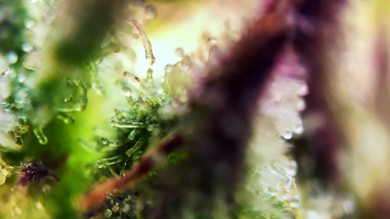 cabezas de color ámbar lechoso trichomes de cannabis marihuana, encantador de cerca macro zoom microscopio cosecha naturalmente la droga droga
