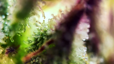 milky amber colored heads cannabis marijuana trichomes, lovely close up macro zoom microscope harvest naturally drug dope