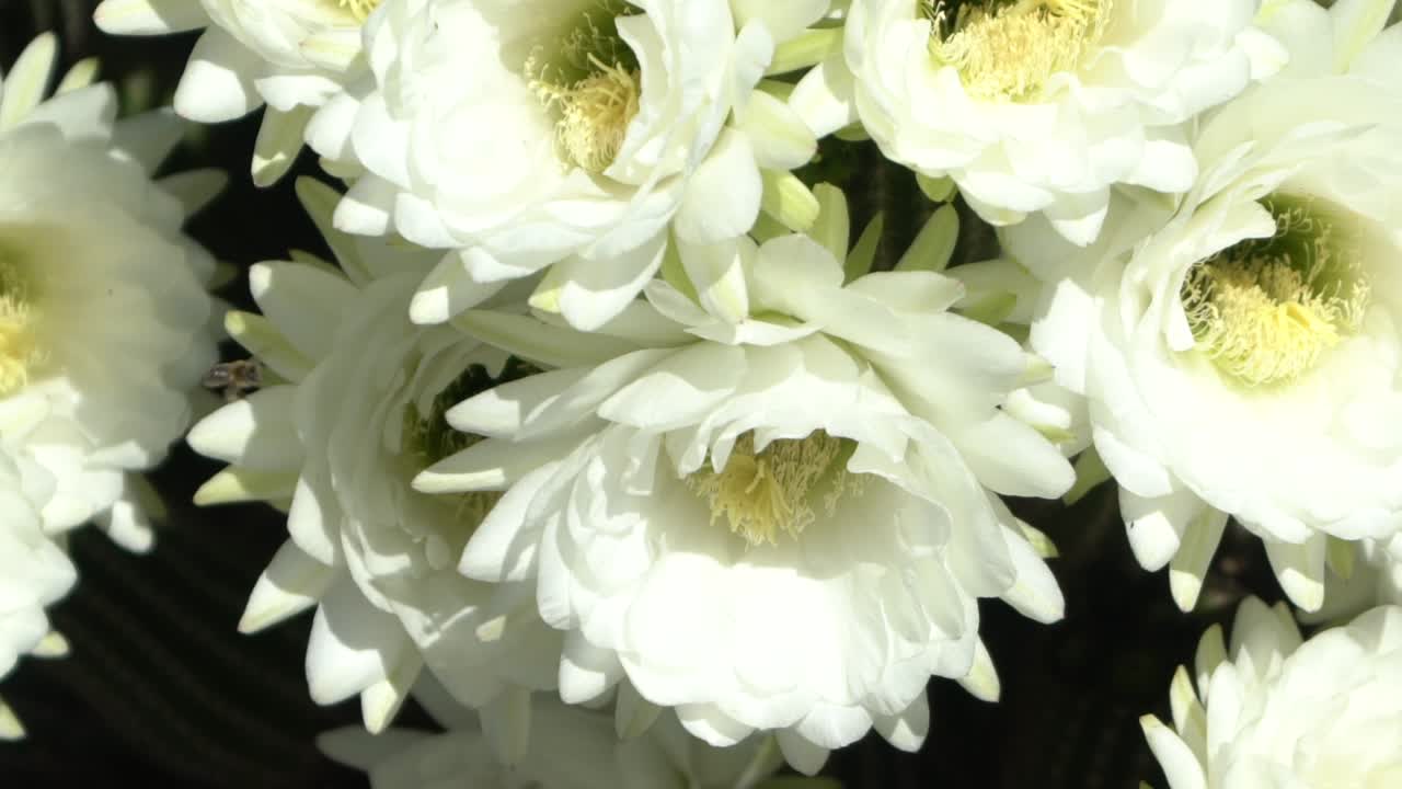 Abelha Voando Perto de Flores Brancas em Câmera Lenta