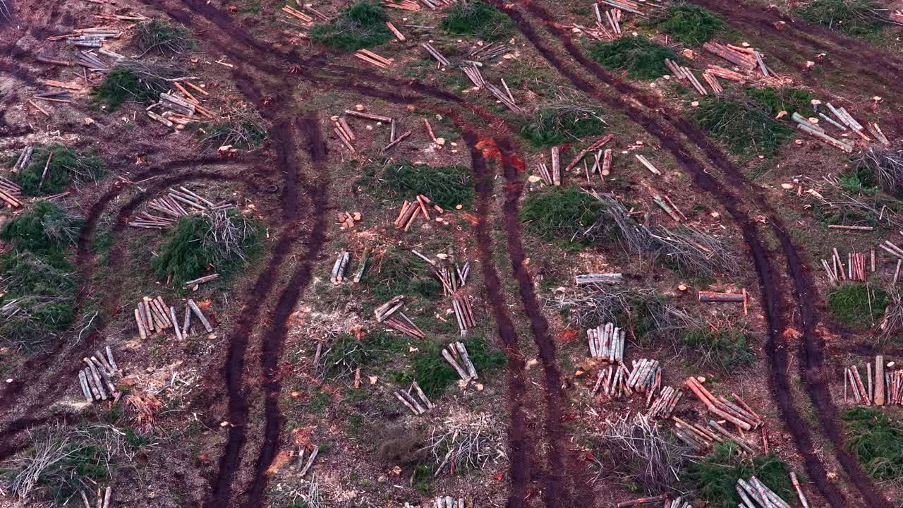 Forest clearing showing logging aftermath with cut trees and machine tracks