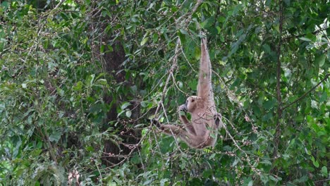 Hanging-on-a-branch-and-being-swayed-by-the-wind,-the-white-handed-gibbon-is-busily-choosing-and-eating-the-ripened-fruits-of-a-fig-tree-inside-Khao-Yai-National-Park,-Thailand