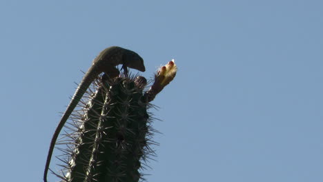 Cactus-Blau-Blau,-Caribe,-Bonaire