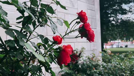 red roses blooming against a light gray brick wall