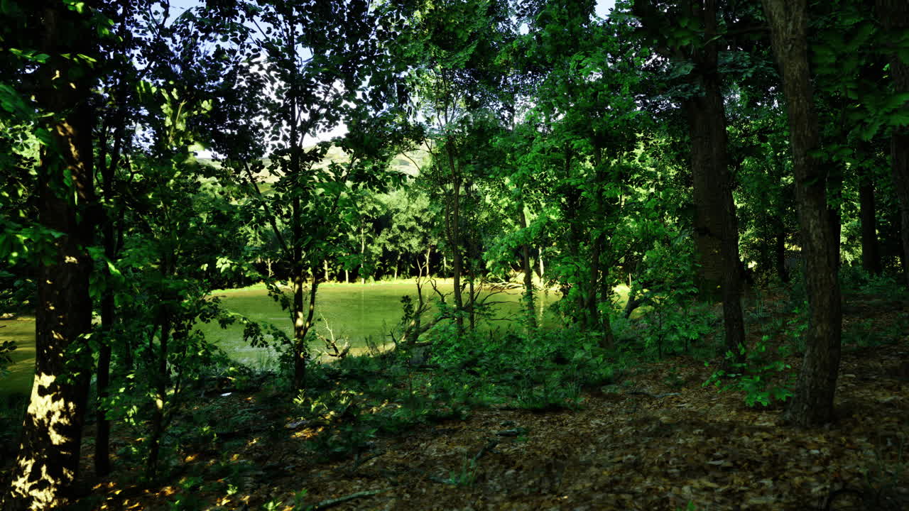 Rigoglioso paesaggio di foresta verde con la luce del sole che filtra tra gli alberi