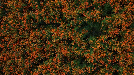 Aerial-video-of-a-whole-marigold-flower-crop-in-Puebla,-México