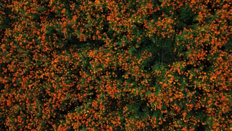 video aéreo de toda una cosecha de flores de caléndula en puebla, méxico