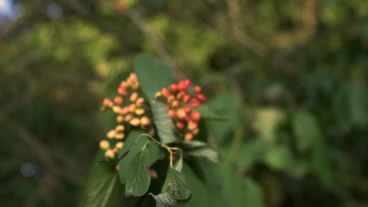 Wild berries on the edge of the forest turning red - 2