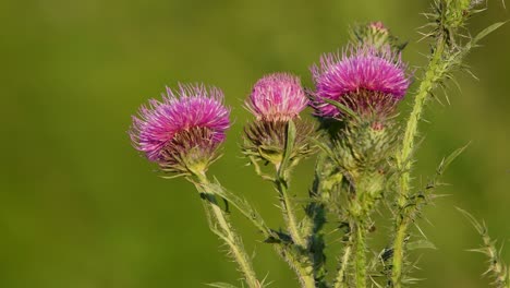 closeup of milk thistle flowerheads against a blurred background