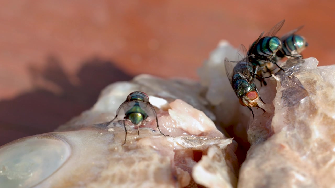 Macro primo piano di mosche verdi metallizzate che strisciano e si nutrono su carne di pesce in decomposizione all'aperto.