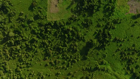 Exuberante-Paisaje-Verde-De-Arauca,-Colombia-Con-Follaje-Denso,-Vista-Aérea