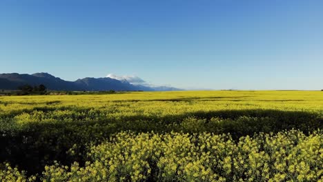vista general de las turbinas eólicas en un paisaje rural con un cielo sin nubes