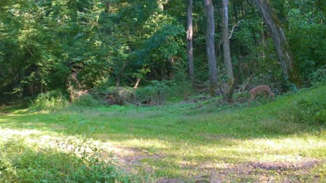 whitetail deer doe quietly walking along an uphill game trail in the woods on a sunny summer afternoon