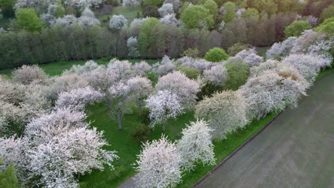 Weiße-Kirschblüte-In-Einem-Tal