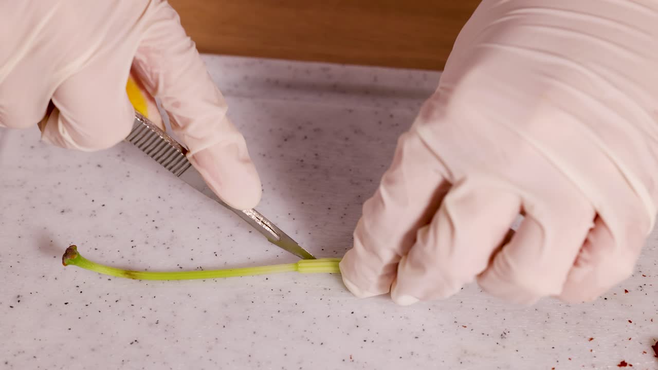 A scientist in gloves dissects a lily stem on a lab surface using a scalpel, highlighting botanical study techniques