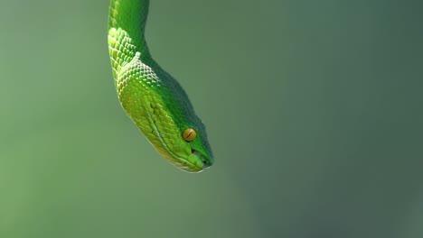 The-White-lipped-Pit-Viper-is-a-venomous-pit-viper-endemic-to-Southeast-Asia-and-is-often-found-during-the-night-waiting-on-a-branch-or-limb-of-a-tree-near-a-body-of-water-with-plenty-of-food-items