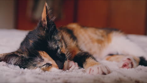 Gatito-Calico-Duerme-En-Una-Cama-De-Cerca