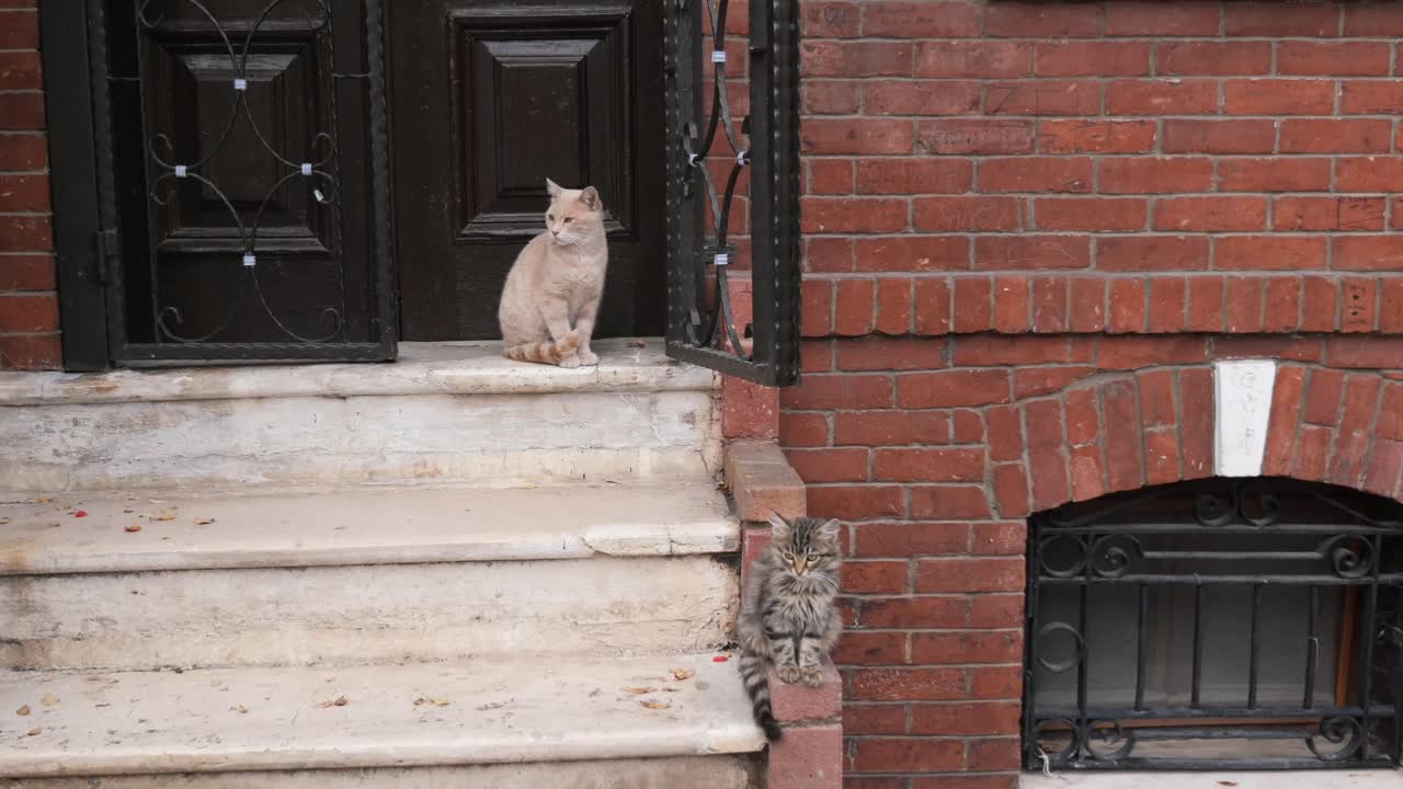 Two Cats on Steps of Brick Building