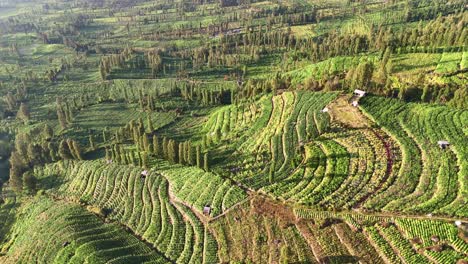 vibrant landscape and tobacco plantation in indonesia, aerial drone orbit view