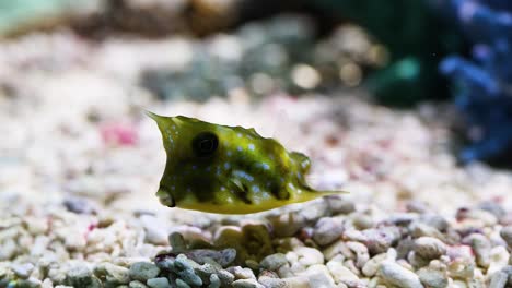 observing a cowfish swimming over aquarium gravel