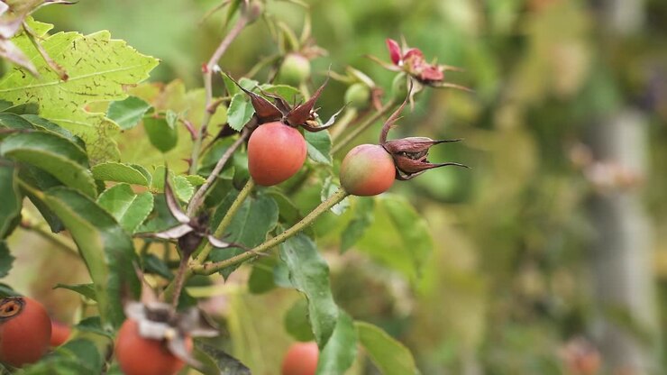 Frutti rossi di rosa canina nel vigneto