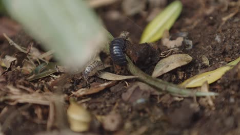 two-wood-louses-on-the-dirt