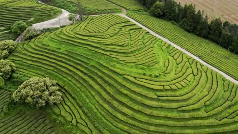 Terrazas-De-Colinas-Verdes-En-La-Plantación-De-Té-Chá-Gorreana,-Azores,-Vista-De-Drones