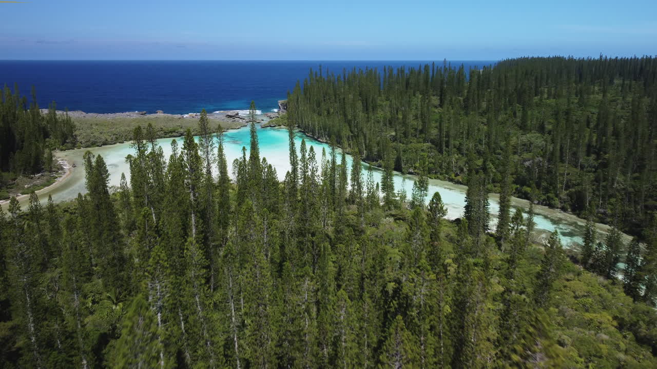 paso elevado sobre los icónicos pinos columnares hacia la piscina natural de oro, isla de los pinos